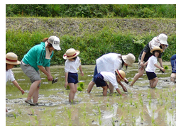 田植え